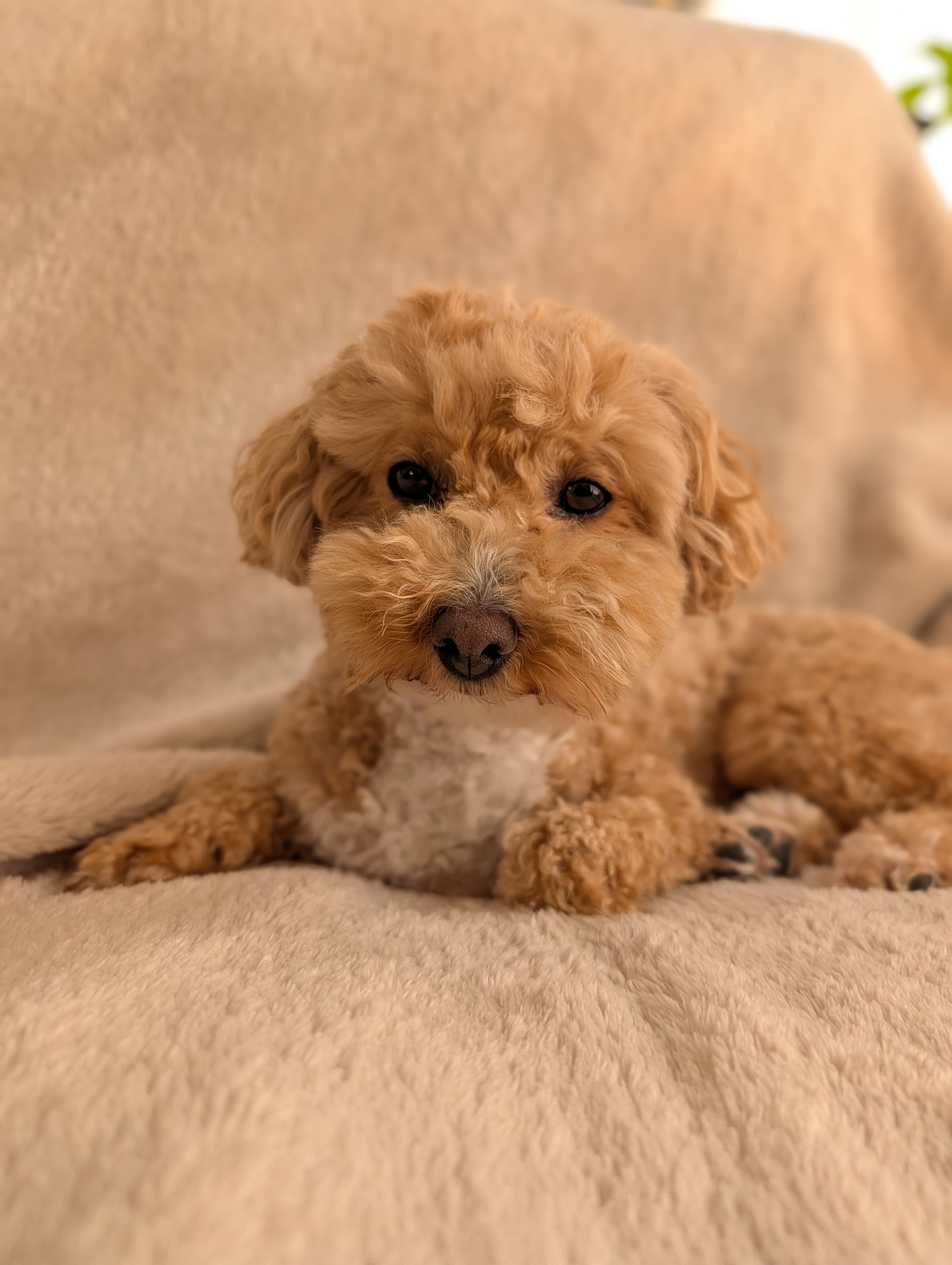 PXL 20251213 011604442.PORTRAIT