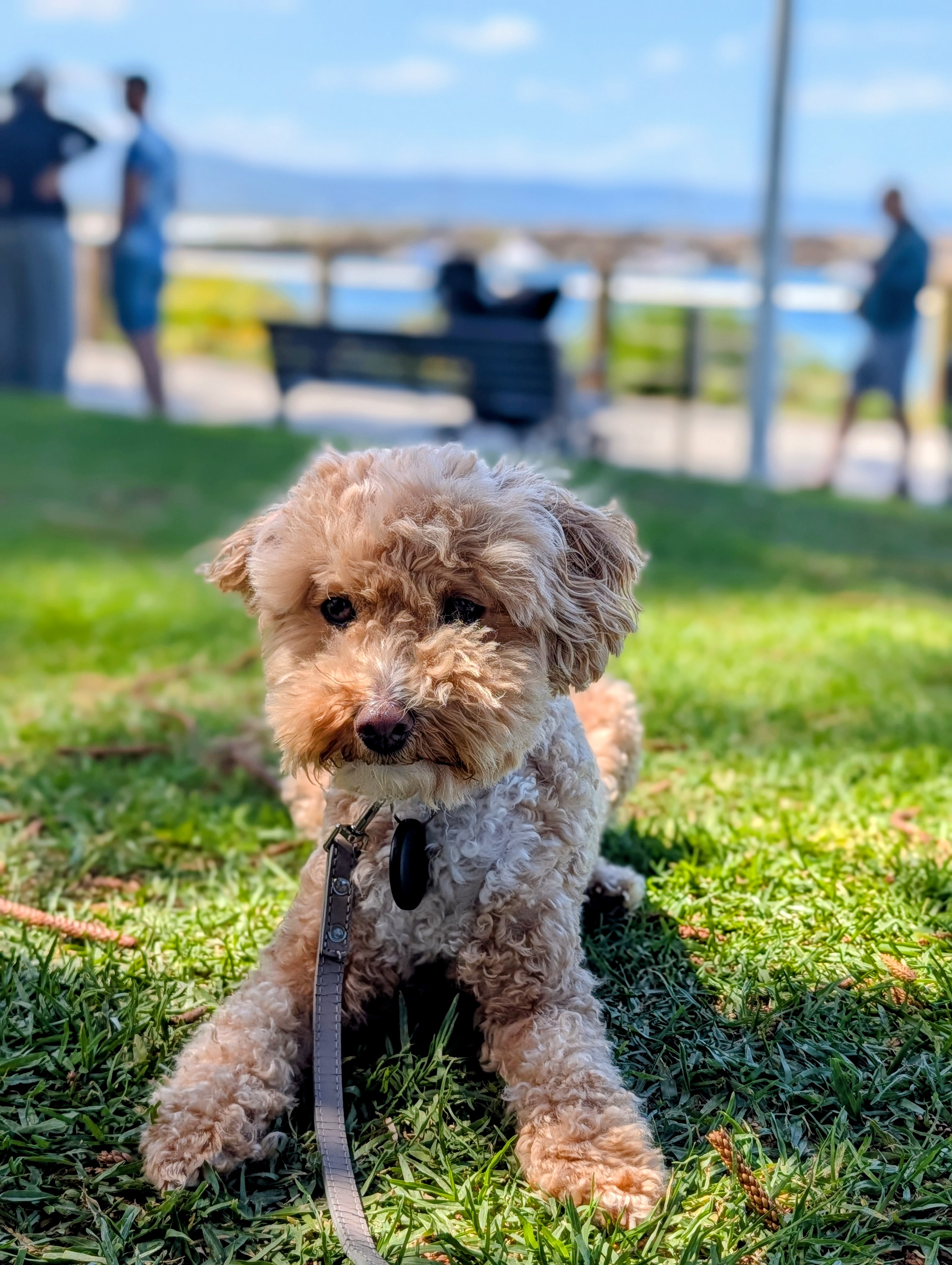 🐶Miso the Bichoodle